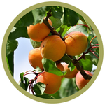 Prunus armeniaca 'Westcot' Apricot