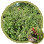 Prunus besseyi 'Rocky Mountain' Sand Cherry