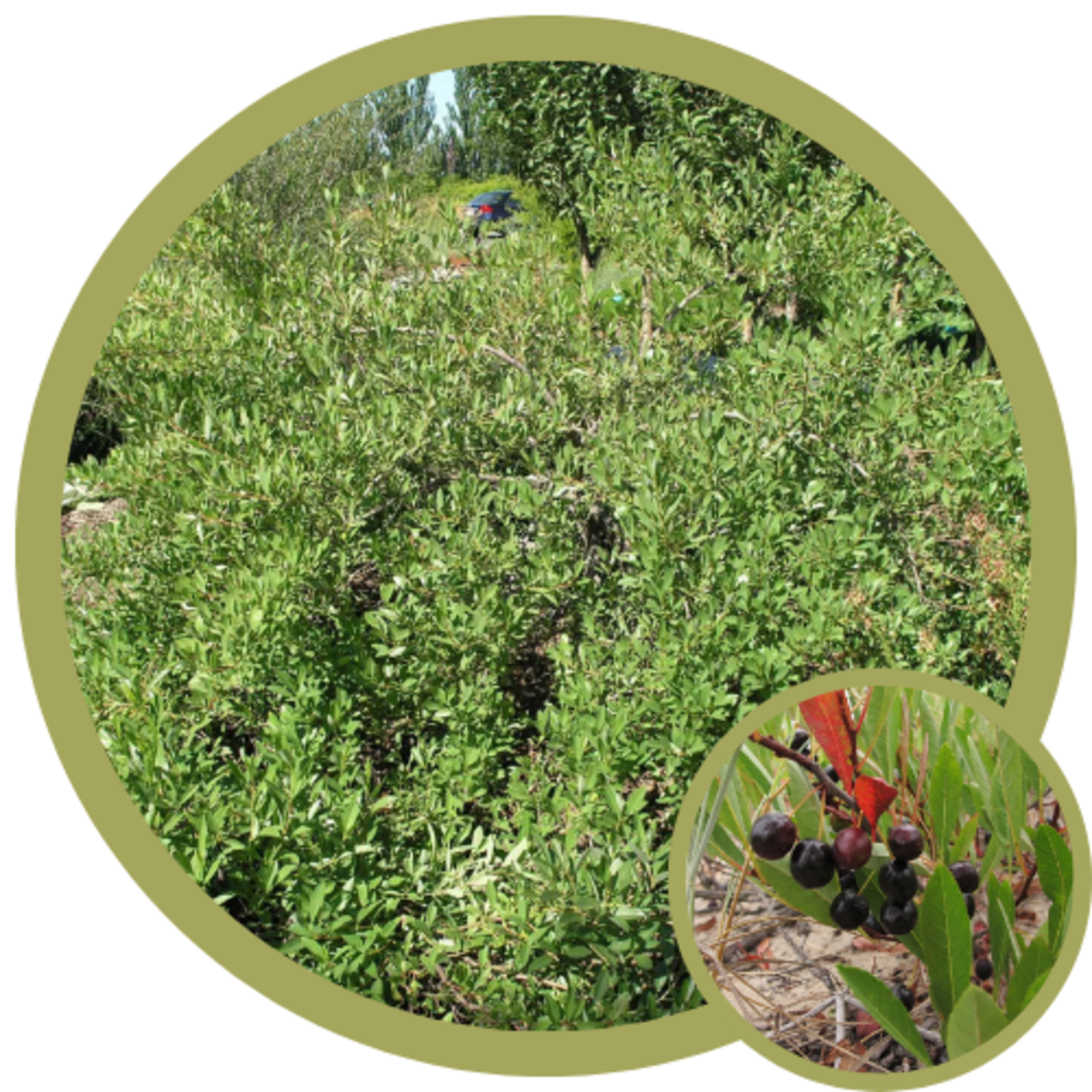 Prunus besseyi 'Rocky Mountain' Sand Cherry