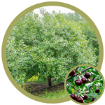 Prunus cerasus 'Romeo' Dwarf Cherry