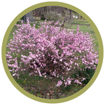 Prunus glandulosa 'Flowering Almond'