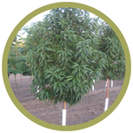 Prunus maackii 'Jefspur' Goldspur Amur Cherry