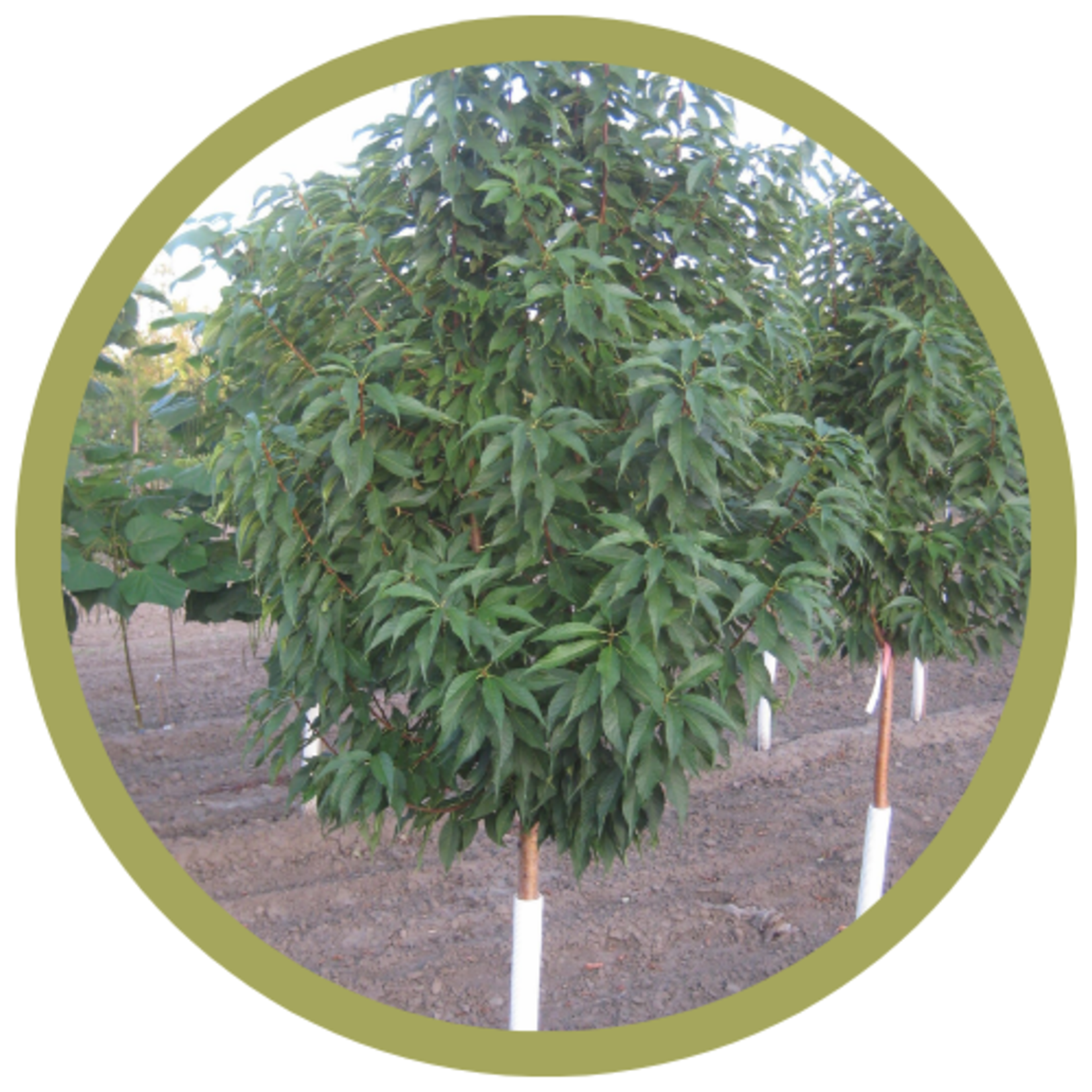 Prunus maackii 'Jefspur' Goldspur Amur Cherry