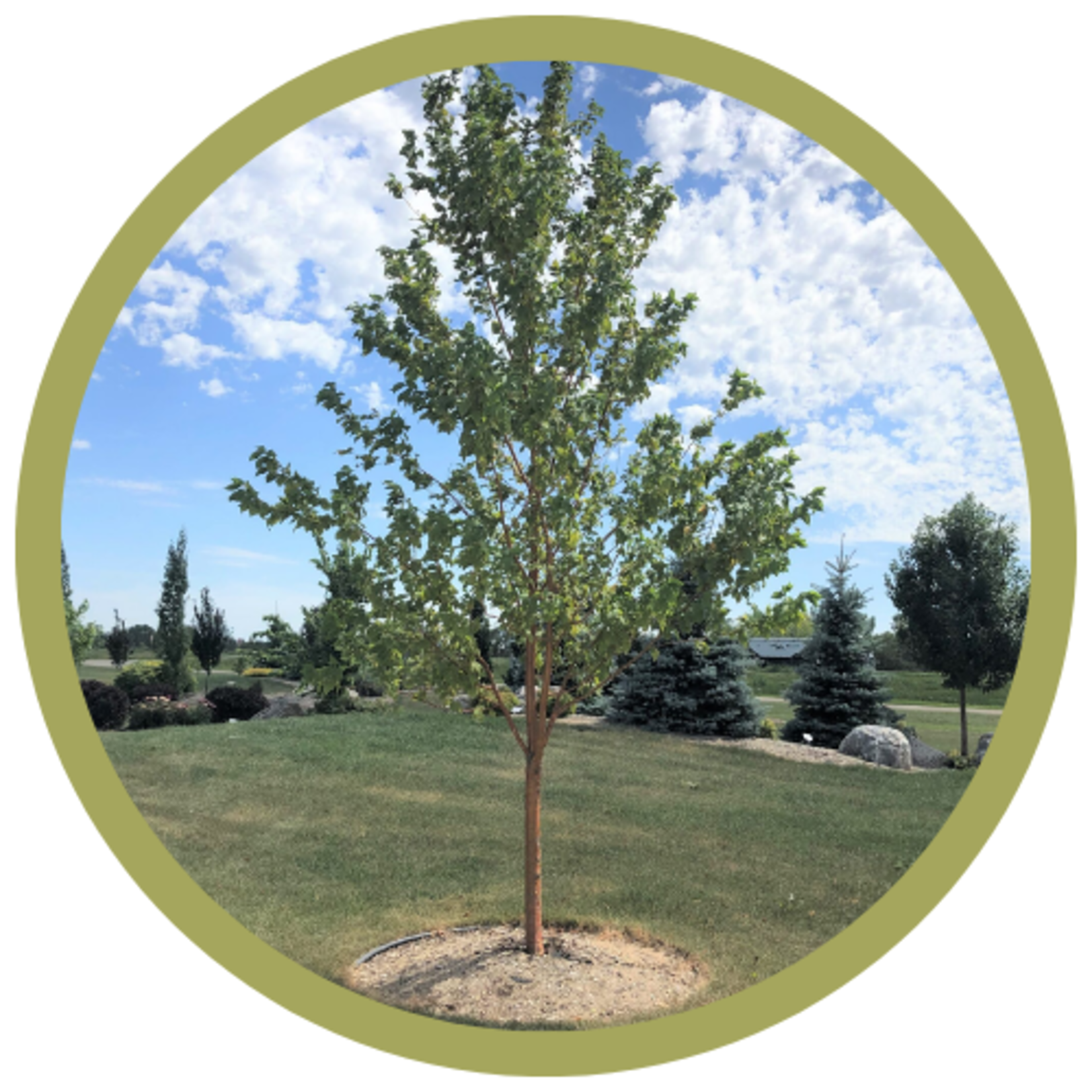 Prunus maackii 'Klondike' Amur Cherry