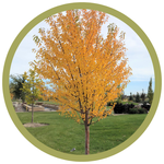 Prunus maackii 'Ming' Amur Cherry