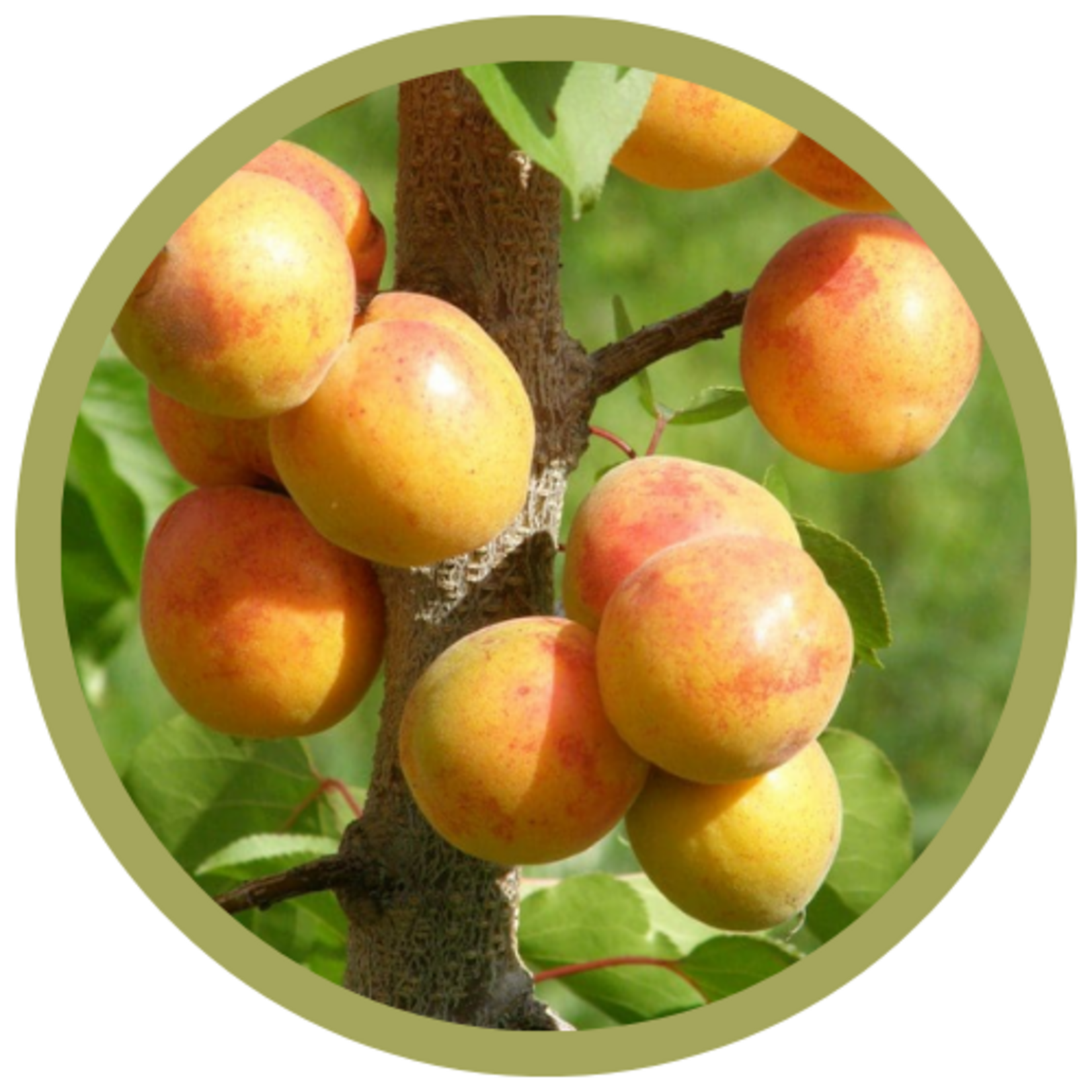 Prunus mandshurica Manchurian Strain Apricot
