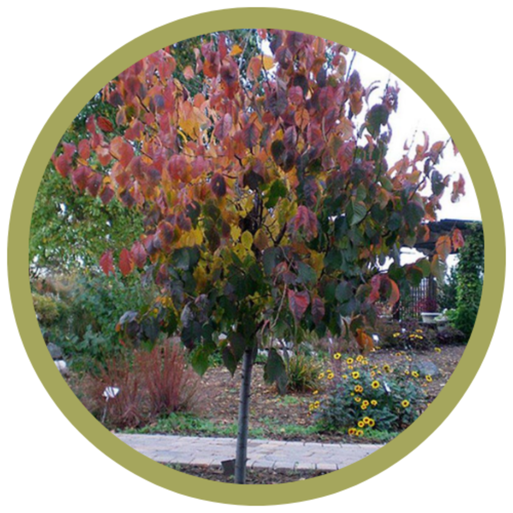 Prunus nigra 'Princess Kay' Plum