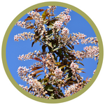 Prunus padus 'Sweetheart Mayday'