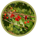 Prunus pensylvanica Pin Cherry