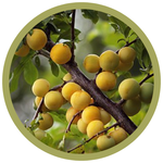 Prunus salincina 'Brookgold' Plum