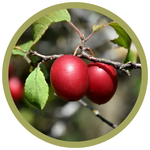 Prunus salincina 'Brookred' Plum
