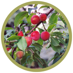Prunus salincina 'Tecumseh' Plum