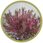 Prunus tenella 'Flowering Almond'