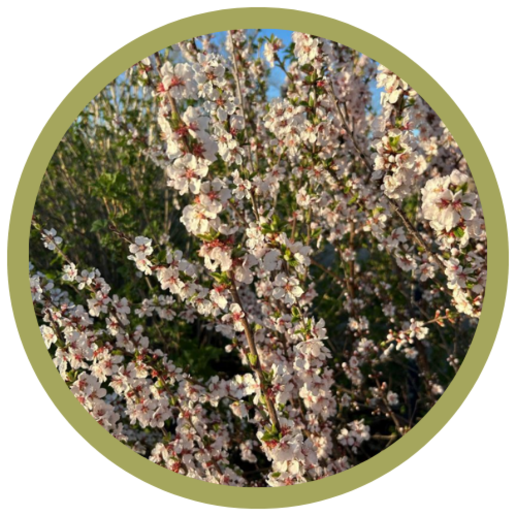 Prunus tomentosa 'Nigra' Black Nanking Cherry