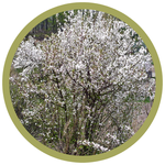 Prunus tomentosa 'Pink Candles' Pink Candles Nanking Cherry