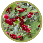 Prunus tomentosa Red Nanking Cherry