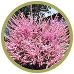 Prunus triloba 'Multiplex' Double Flower Plum