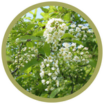 Prunus virginiana 'Arrowhead' Dwarf Chokecherry