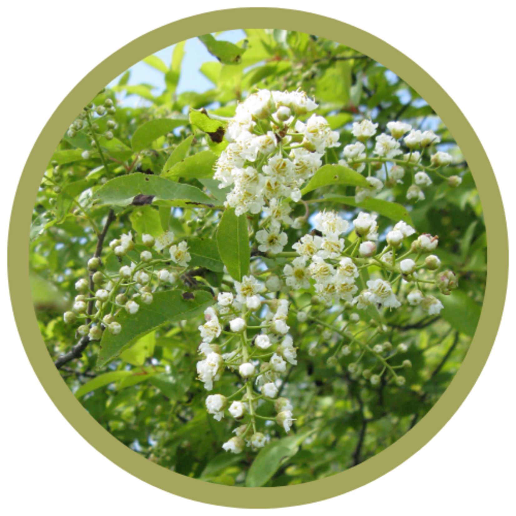 Prunus virginiana 'Arrowhead' Dwarf Chokecherry