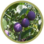 Prunus x 'Combination' Plum