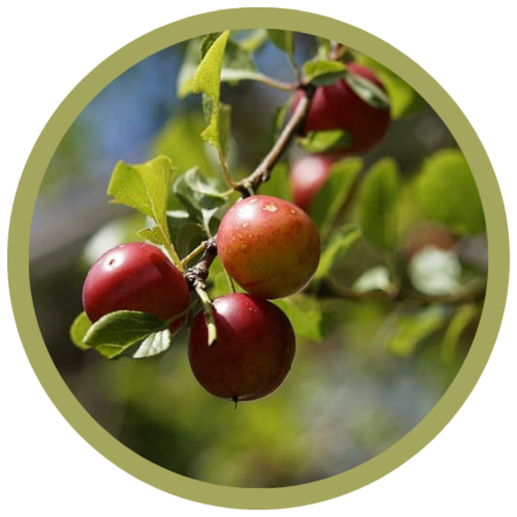 Prunus x 'Convoy' Cherry Plum