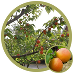 Prunus x 'DurGarfield' Casino Apricot