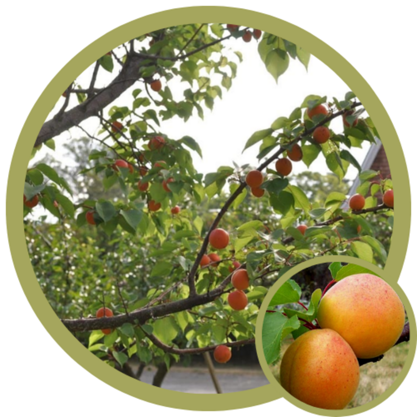 Prunus x 'DurGarfield' Casino Apricot