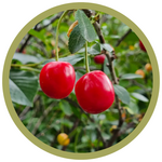 Prunus x 'Evans' Cherry