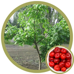 Prunus x 'Jefchum' Mustang Cherry Plum