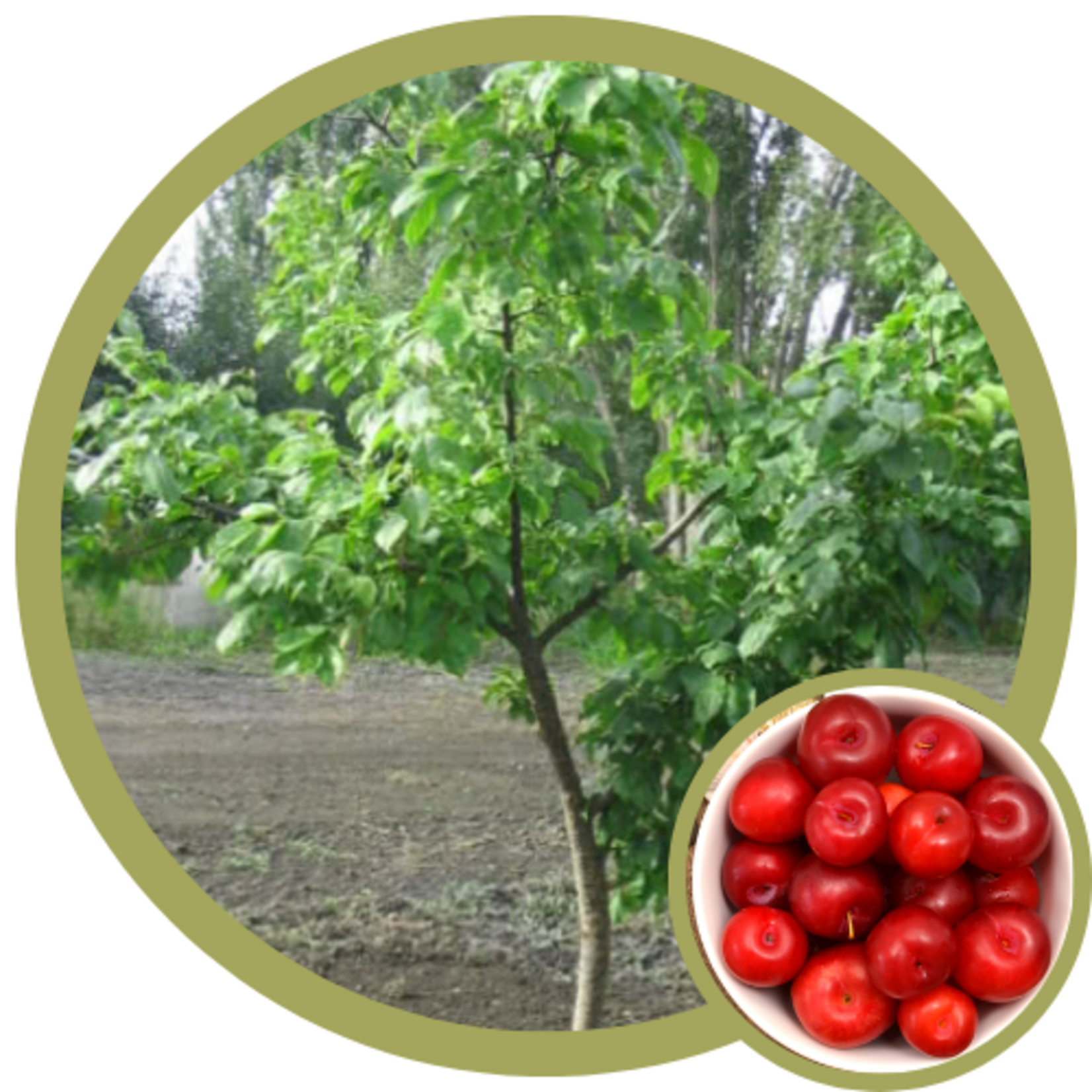 Prunus x 'Jefchum' Mustang Cherry Plum