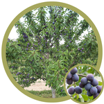 Prunus x 'Mount Royal' Plum CVI