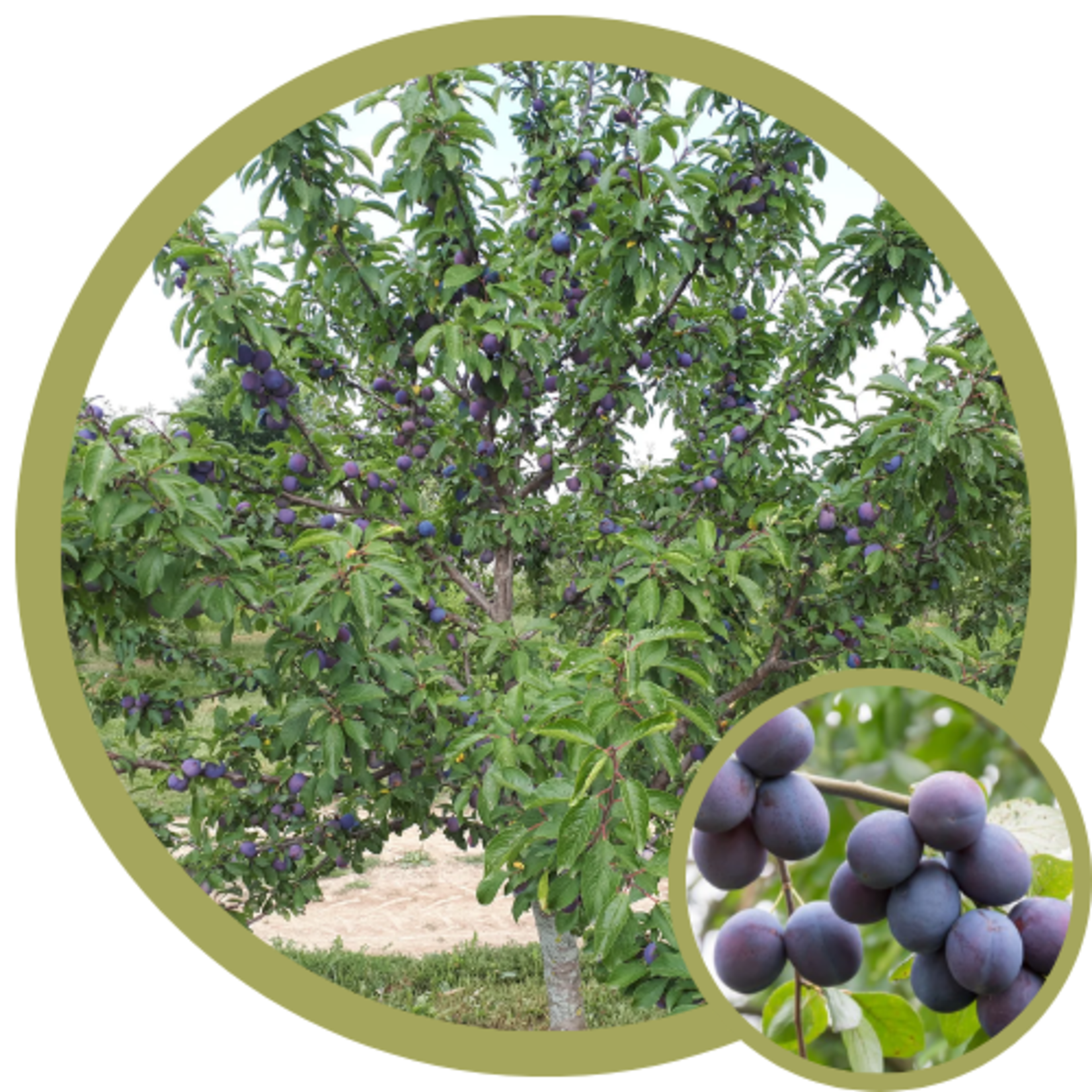 Prunus x 'Mount Royal' Plum CVI