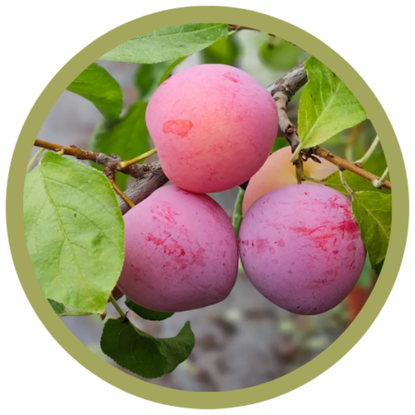 Prunus x 'Pembina' Plum