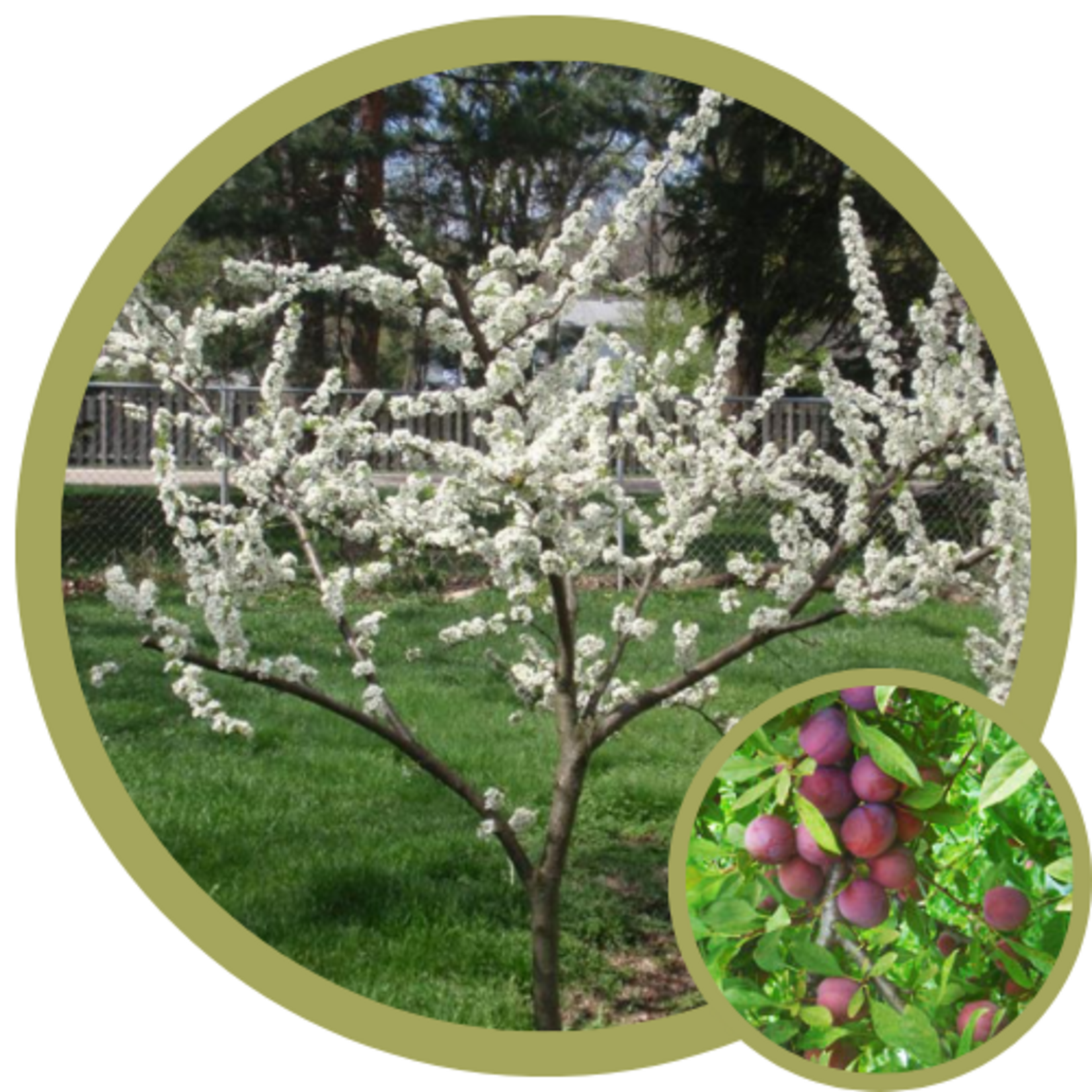 Prunus x 'Sapalta' Cherry Plum