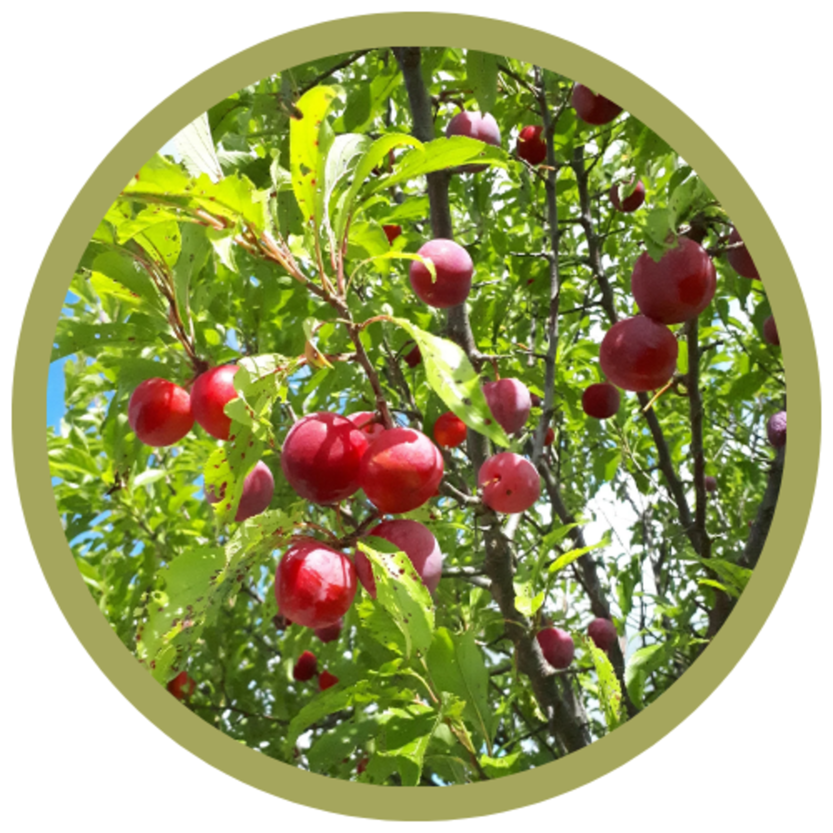 Prunus x 'Toka' Plum CVI