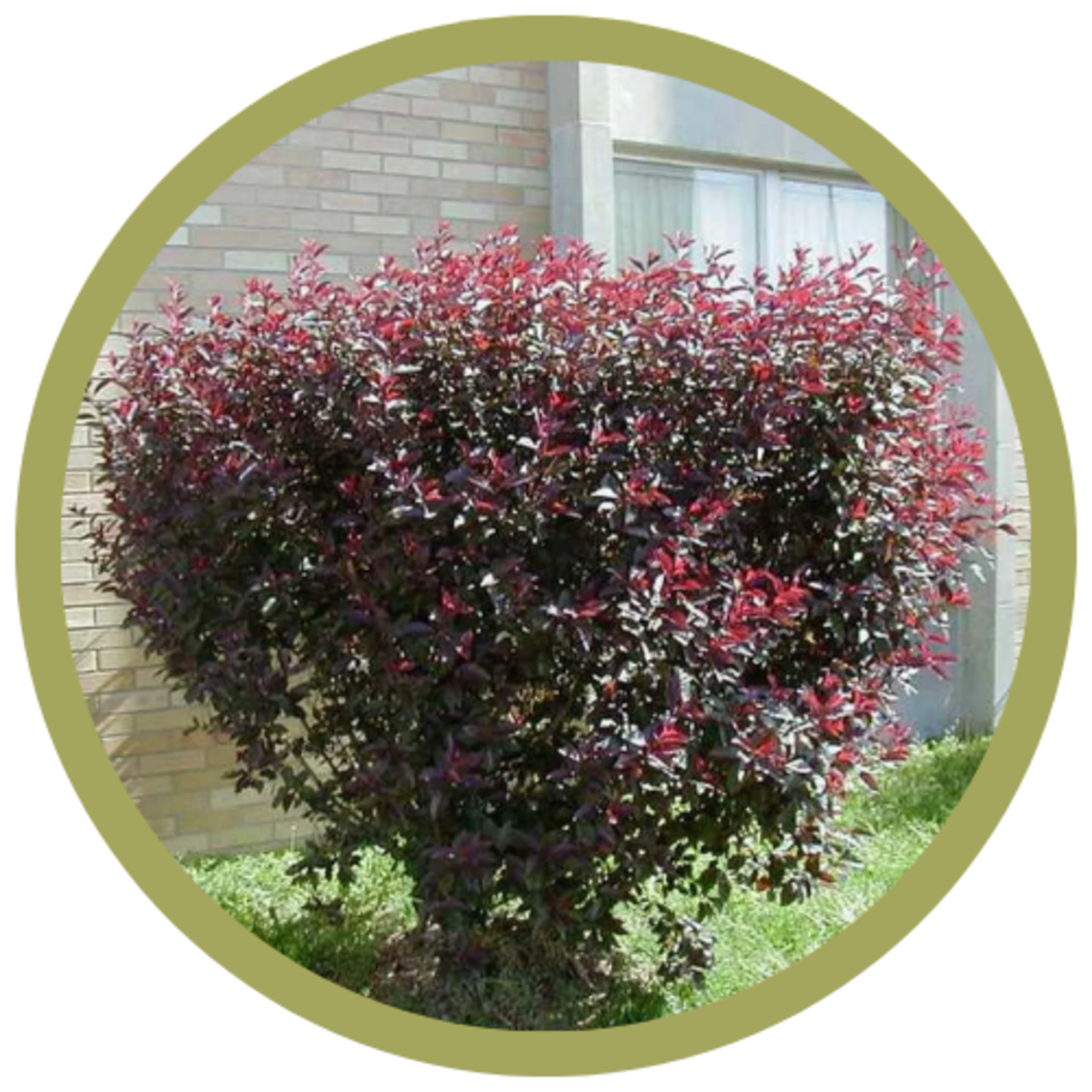 Prunus x cistena Purple Leaf Sand Cherry