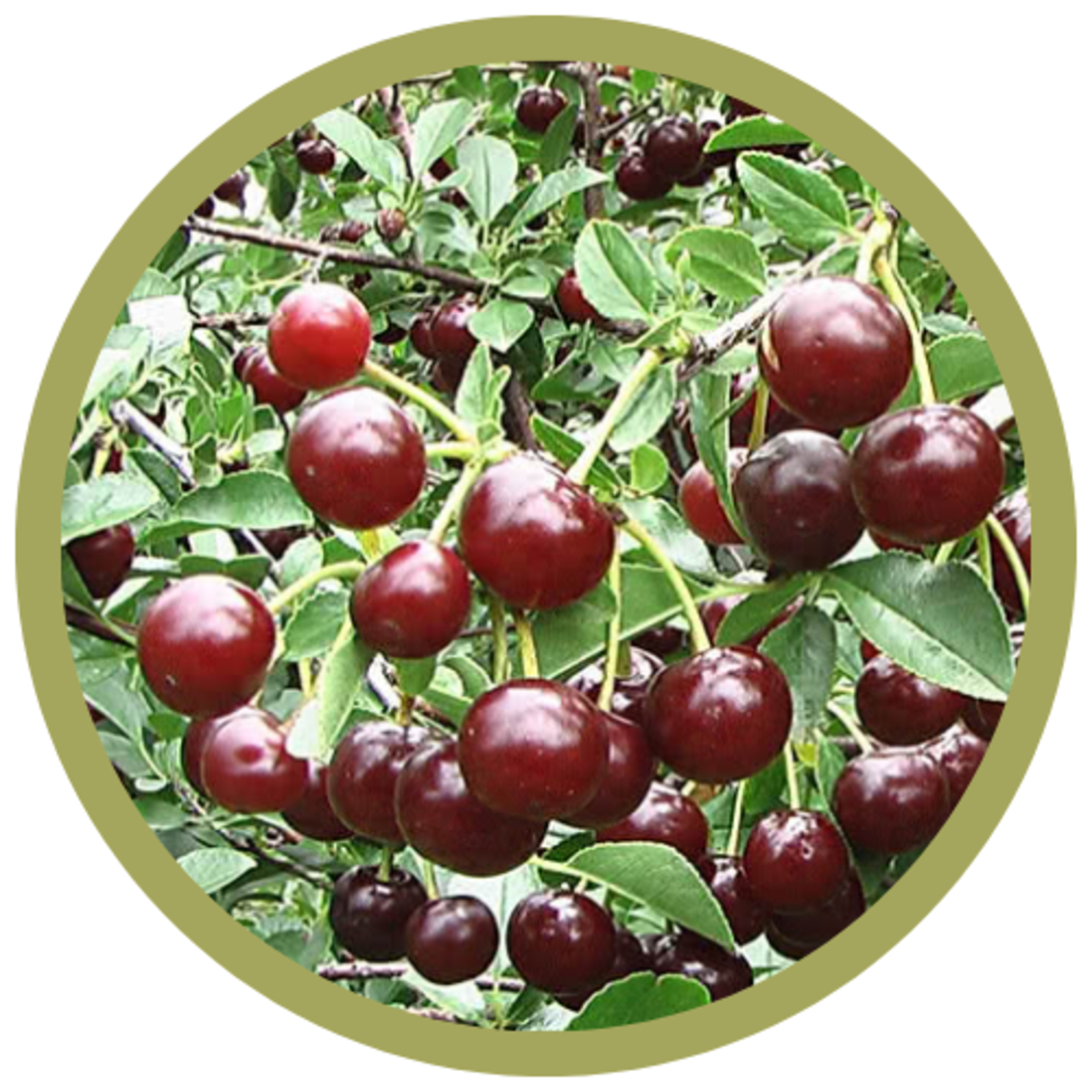 Prunus x kerrasis 'Carmine Jewel' Sour Cherry