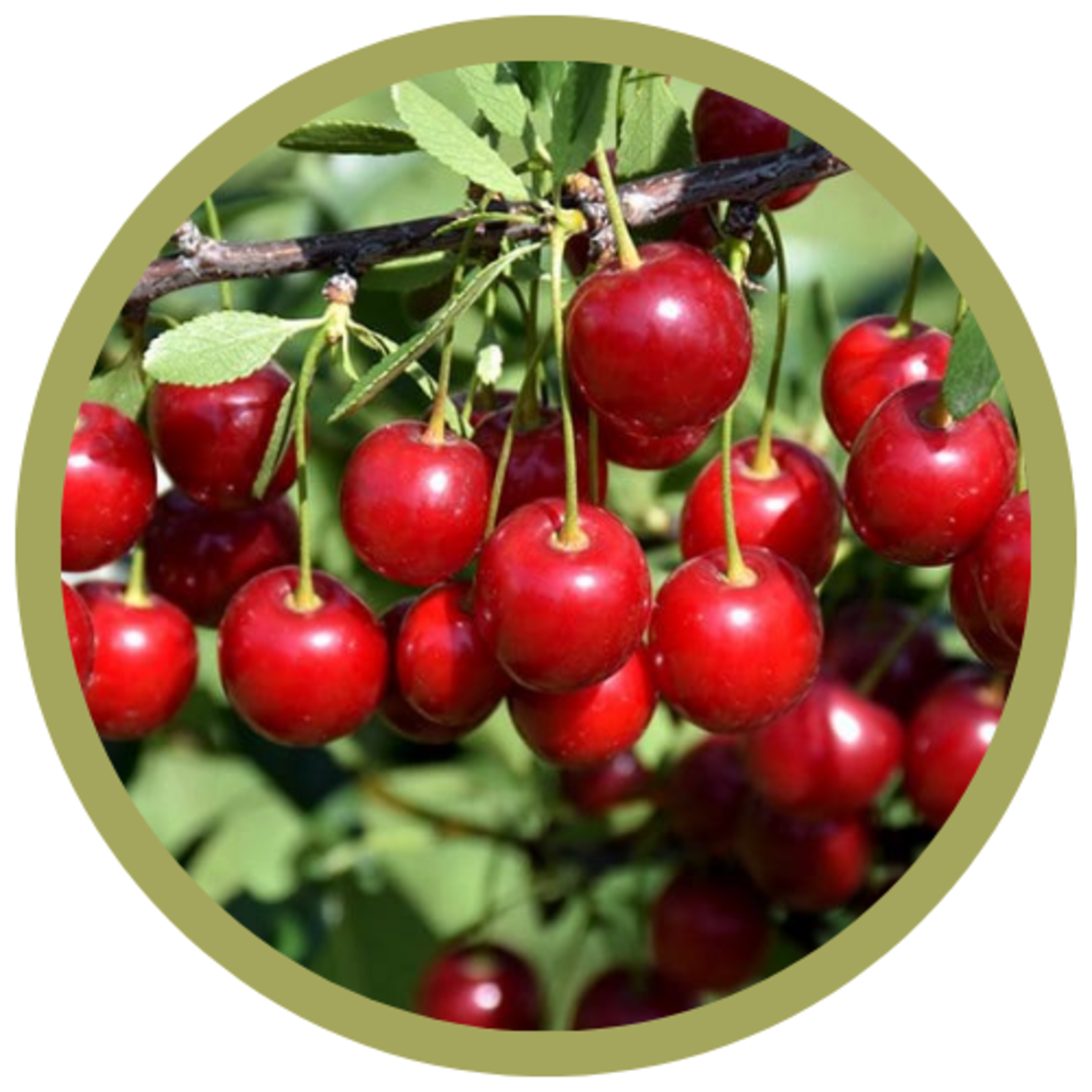 Prunus x kerrasis 'Crimson Passion' Sour Cherry