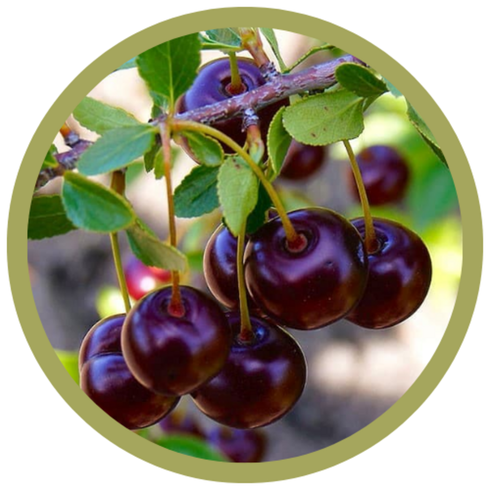 Prunus x kerrasis 'Cupid' Sour Cherry