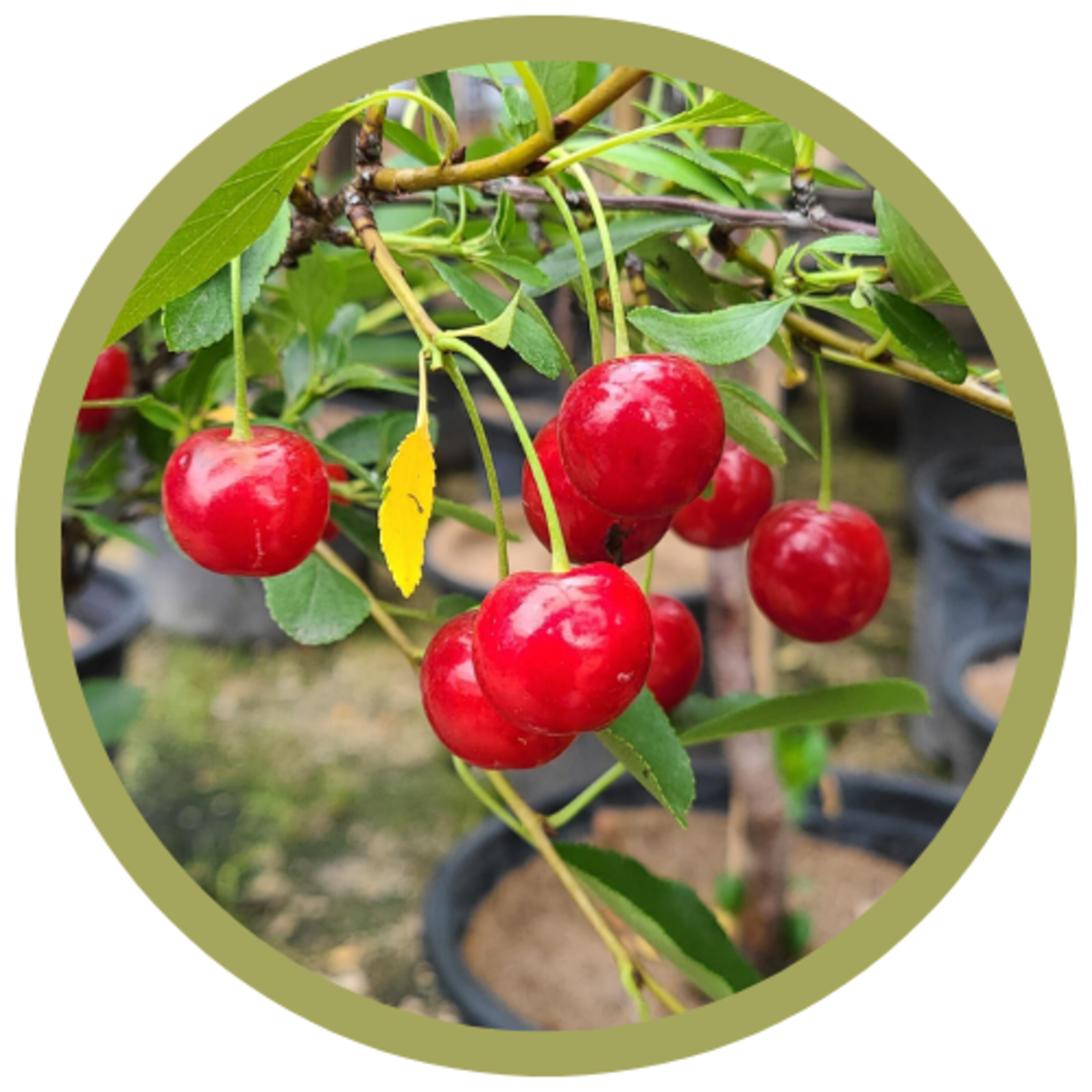 Prunus x kerrasis 'Juliet' Sour Cherry CVI