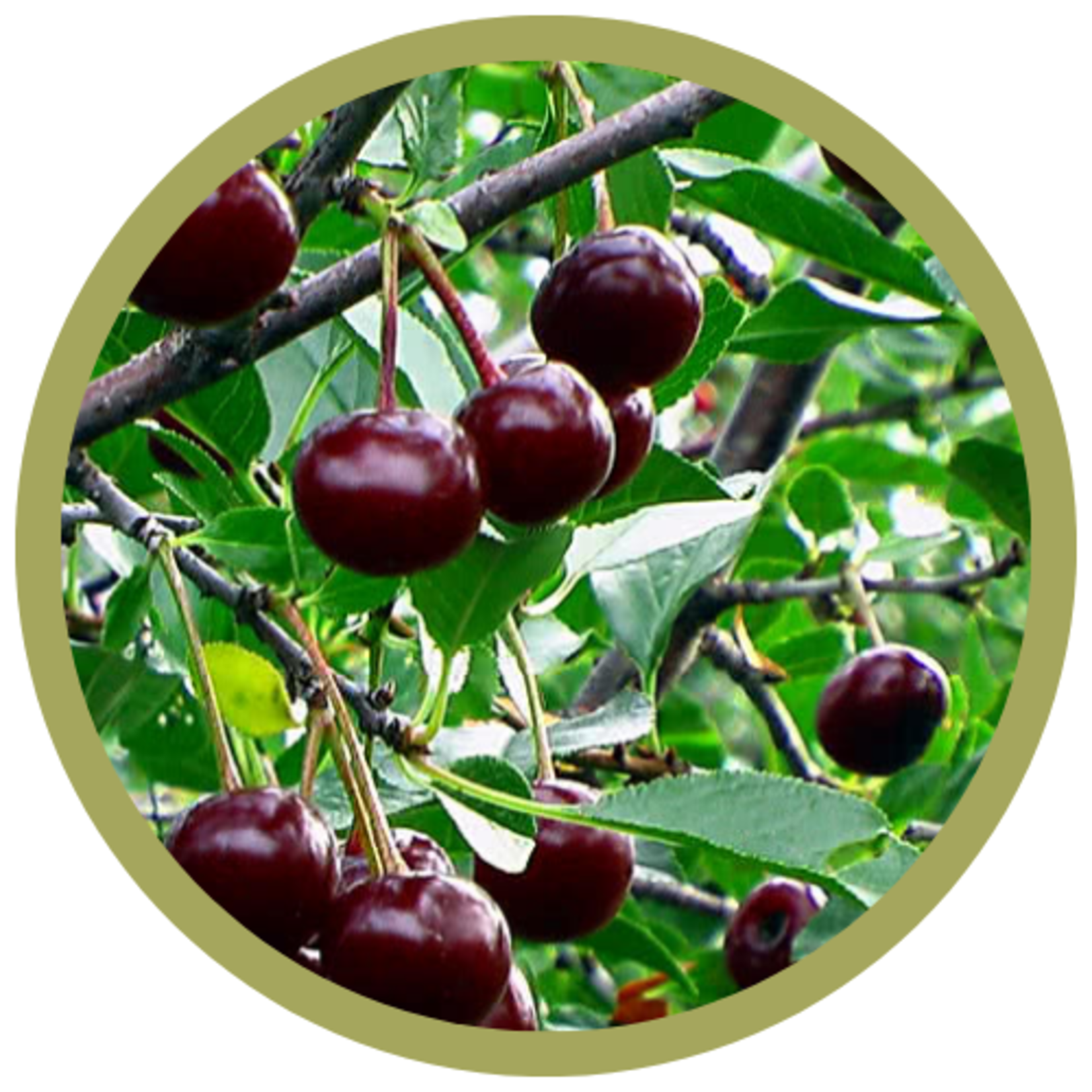 Prunus x kerrasis 'Romeo' Sour Cherry CVI