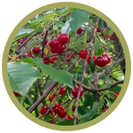 Prunus x kerrasis 'Valentine' Cherry