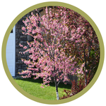 Prunus x nigrella 'Muckle' Plum