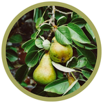 Pyrus ussuriensis 'Paul's Golden' Pear