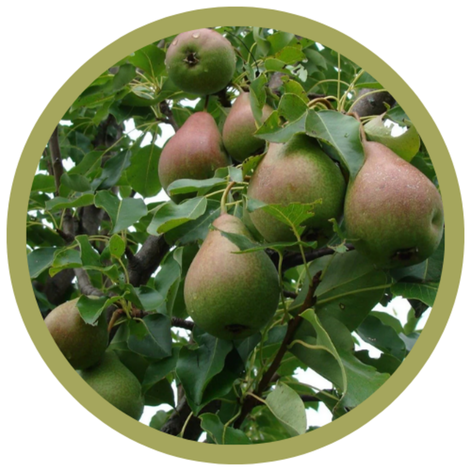 Pyrus ussuriensis 'Ure Improved' Pear