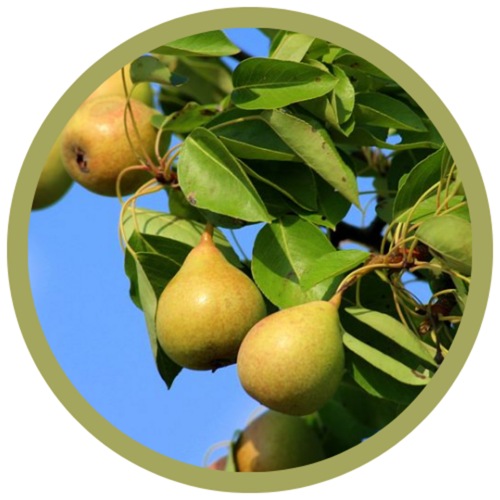 Pyrus ussuriensis 'Ure' Pear