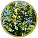 Pyrus x 'Jefgold' Early Gold Pear