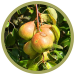 Pyrus x 'Jefwel' Prairie Welcome Pear