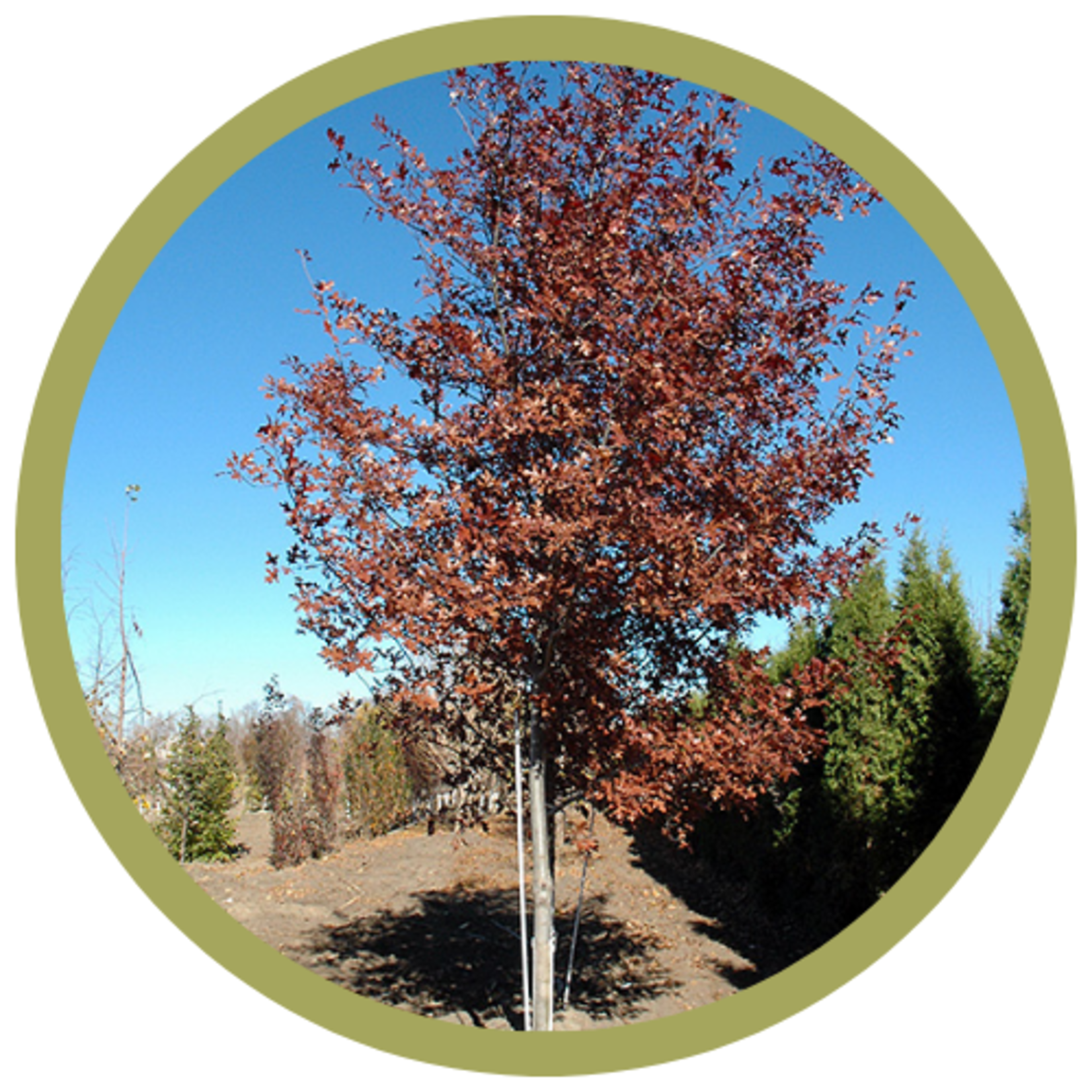 Quercus ellipsoidalis 'DurMarg' Shooting Star Northern Pin Oak