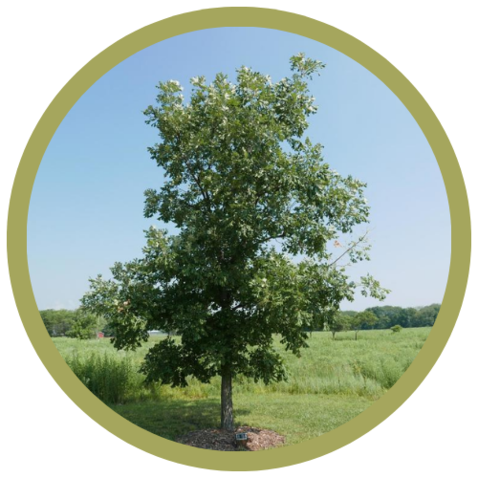 Quercus macrocarpa 'Bur' Oak